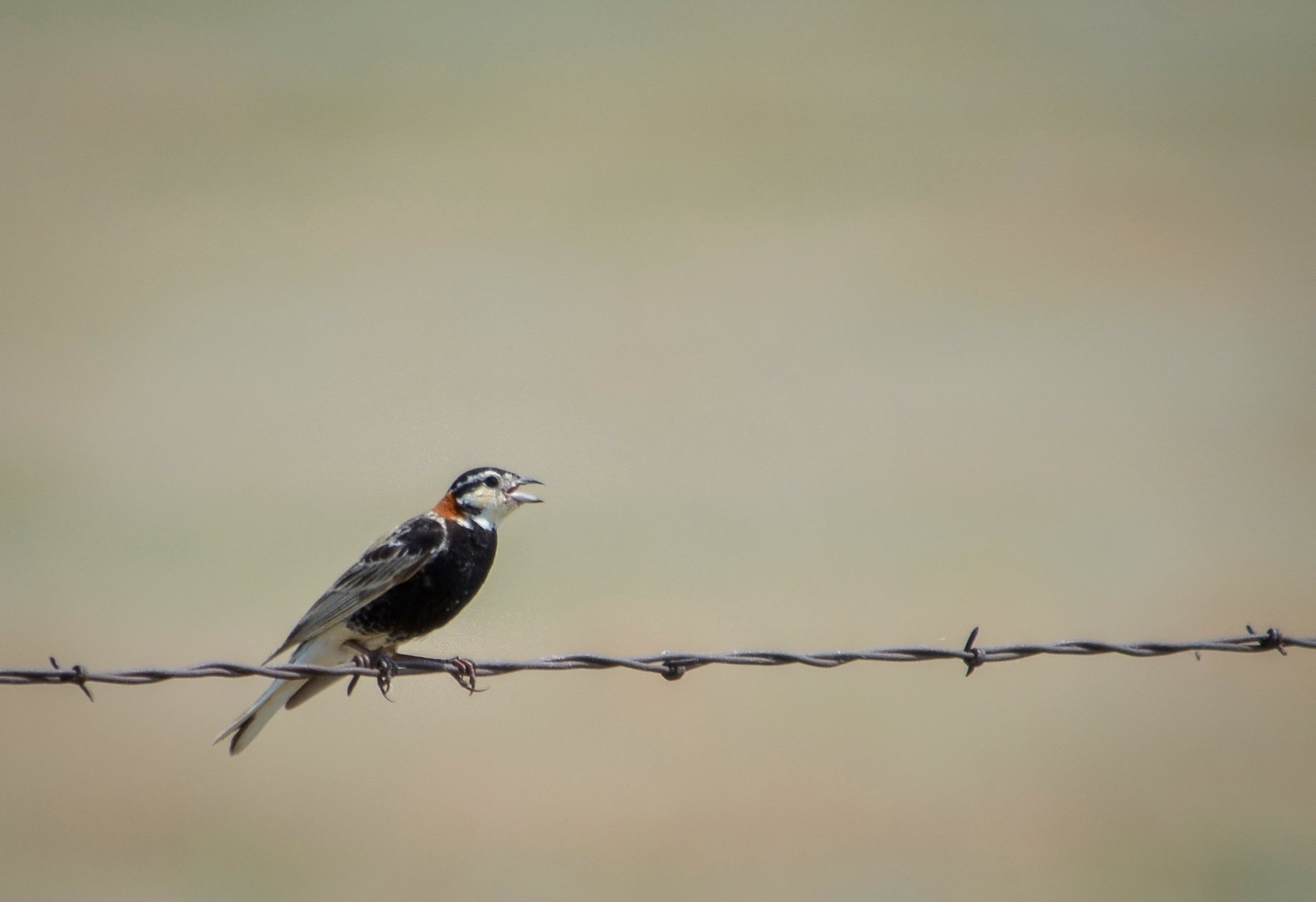 Chestnut-collared Longspur